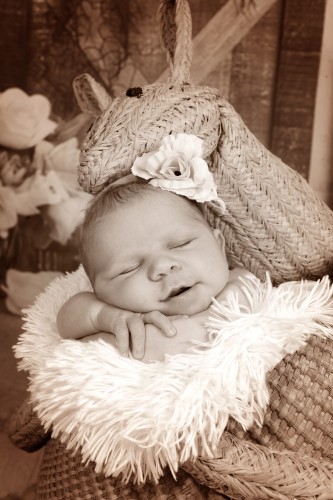 0 ורד סיסם שחר 0